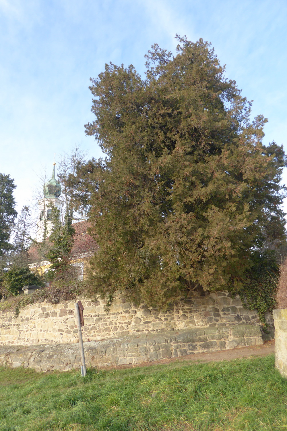 Platycladus orientalis - Dresden-Hosterwitz - Dezember 2020