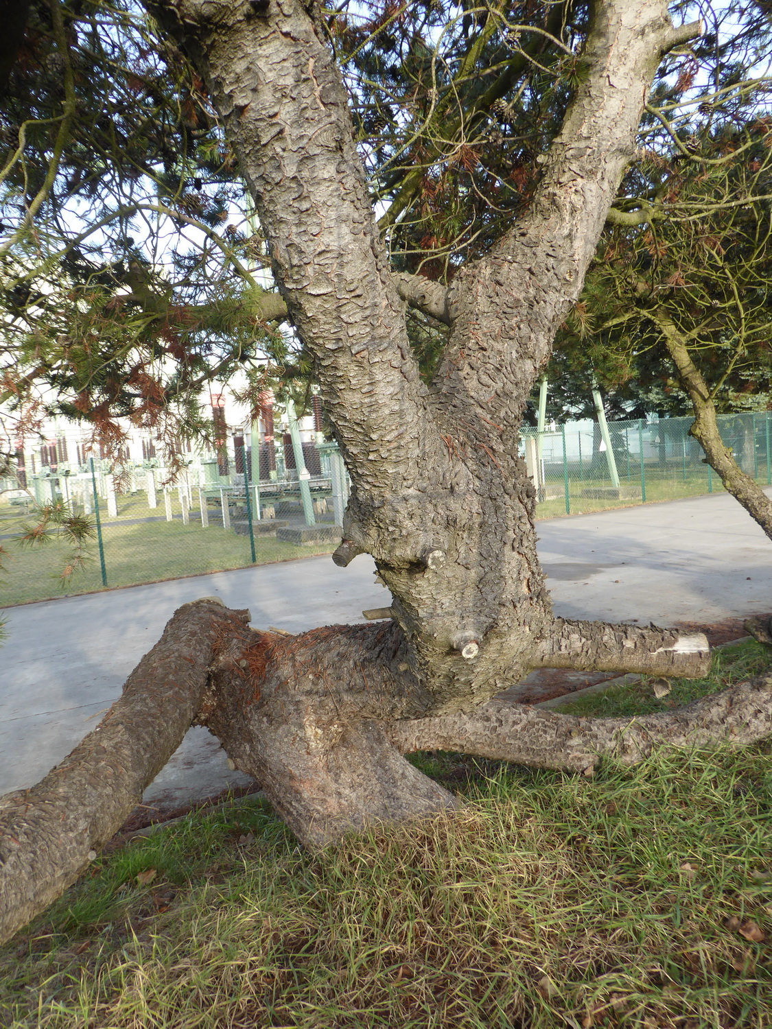 Pinus rotundata - Dresden-Zschachwitz - Februar 2021