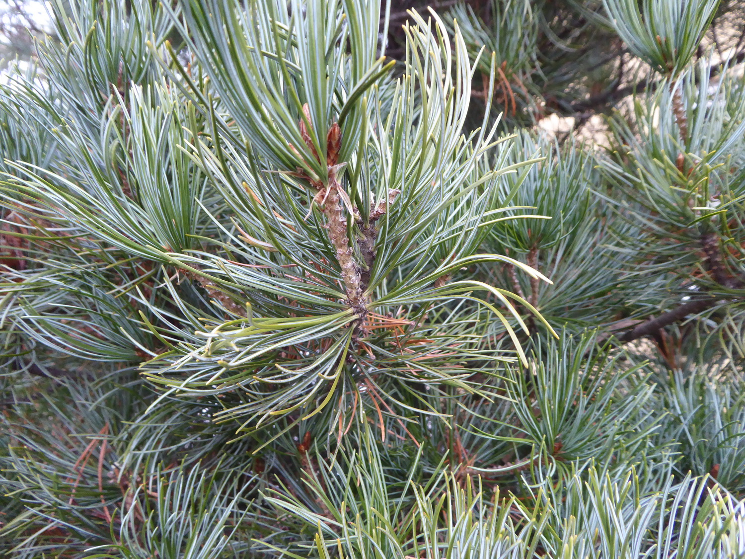 Pinus parviflora 'Gimborns Ideal' - Dresden-Leuben - Februar 2021