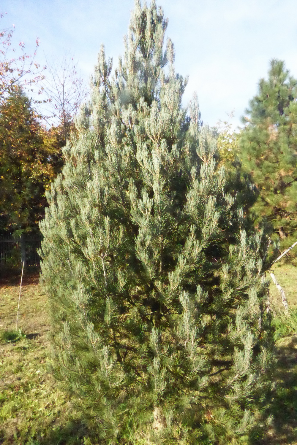 Pinus monophylla - Tharandt - Oktober 2022