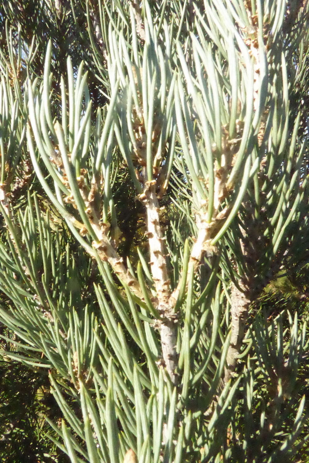 Pinus monophylla - Tharandt - Oktober 2022