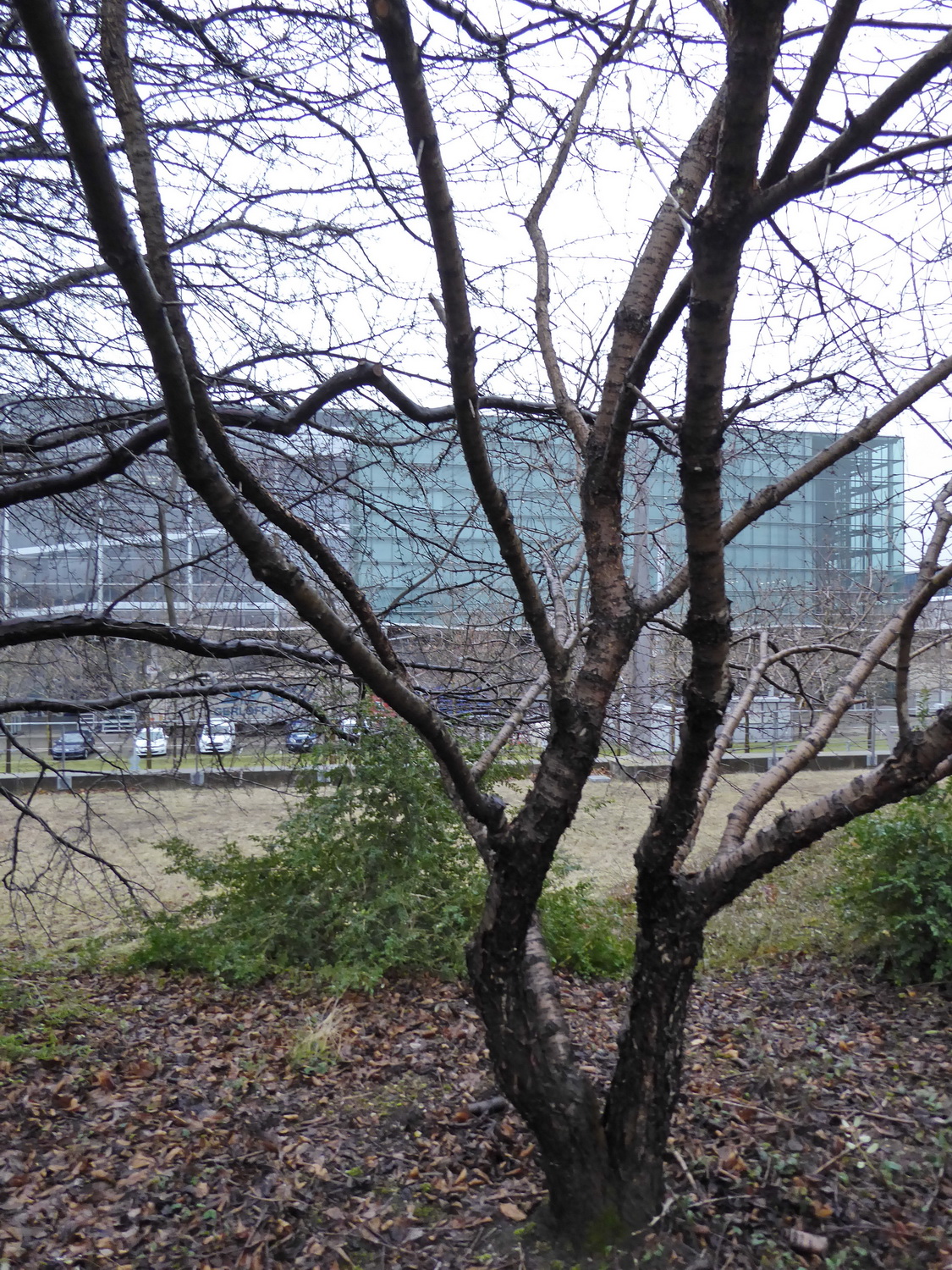 Rhamnus davurica - Dresden-Altstadt - Februar 2023