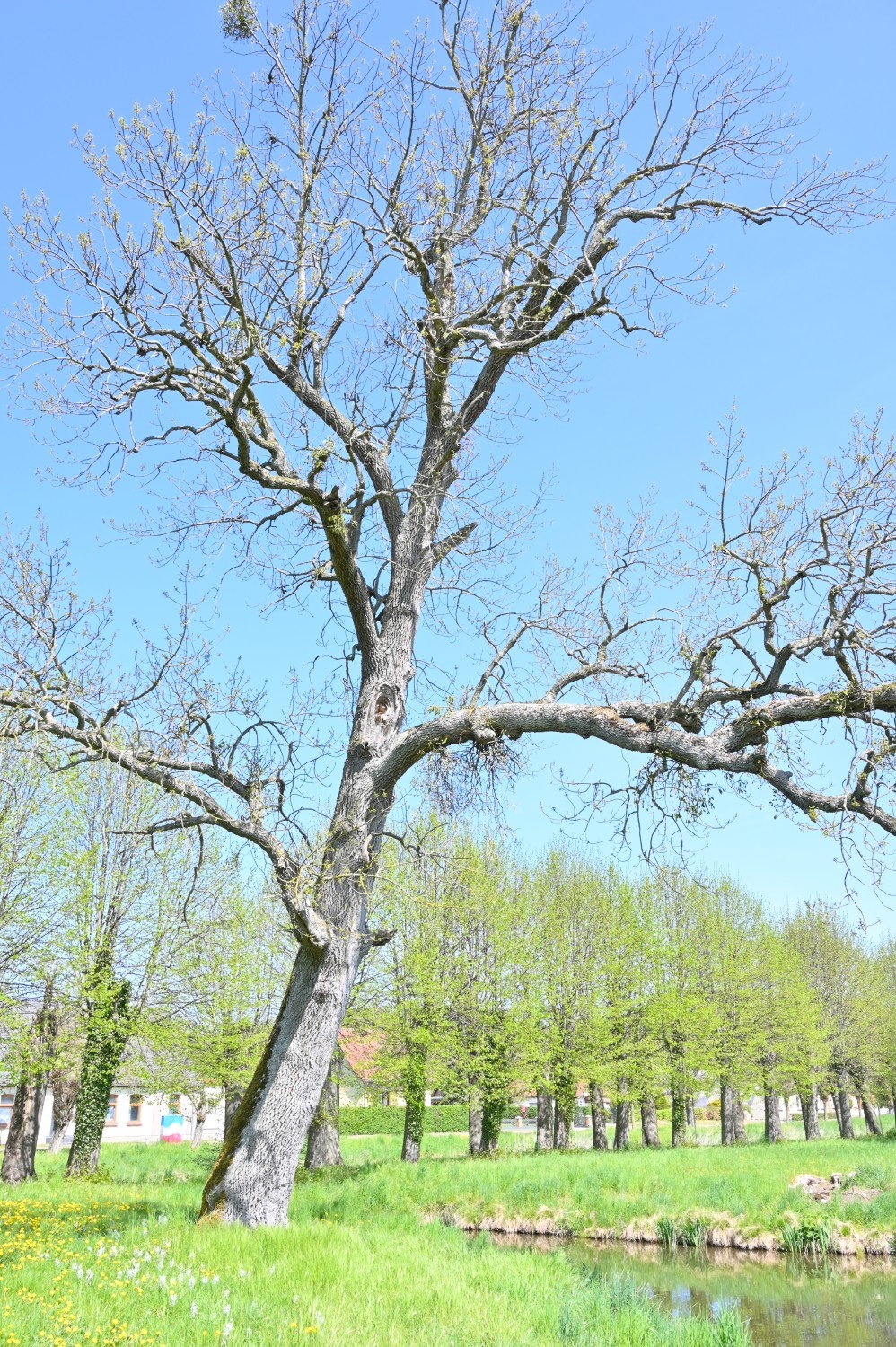 Fraxinus americana - Remplin - Mai 2022