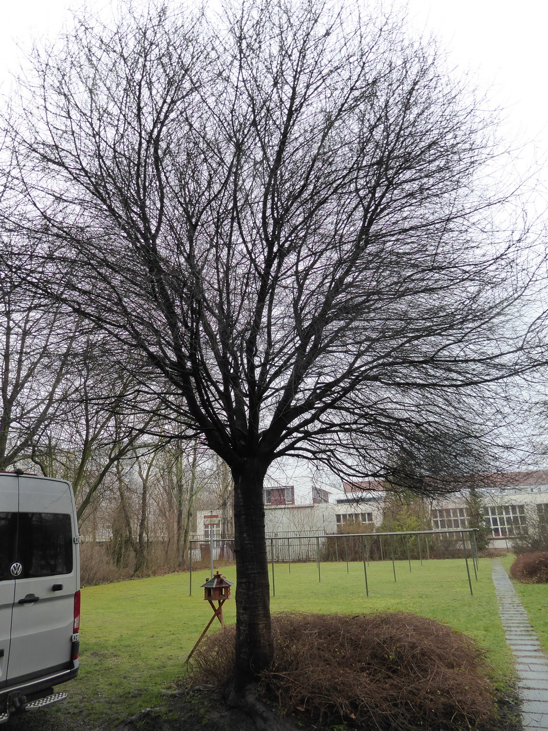 Prunus × eminens 'Umbraculifera' - Dresden-Johannstadt - März 2023