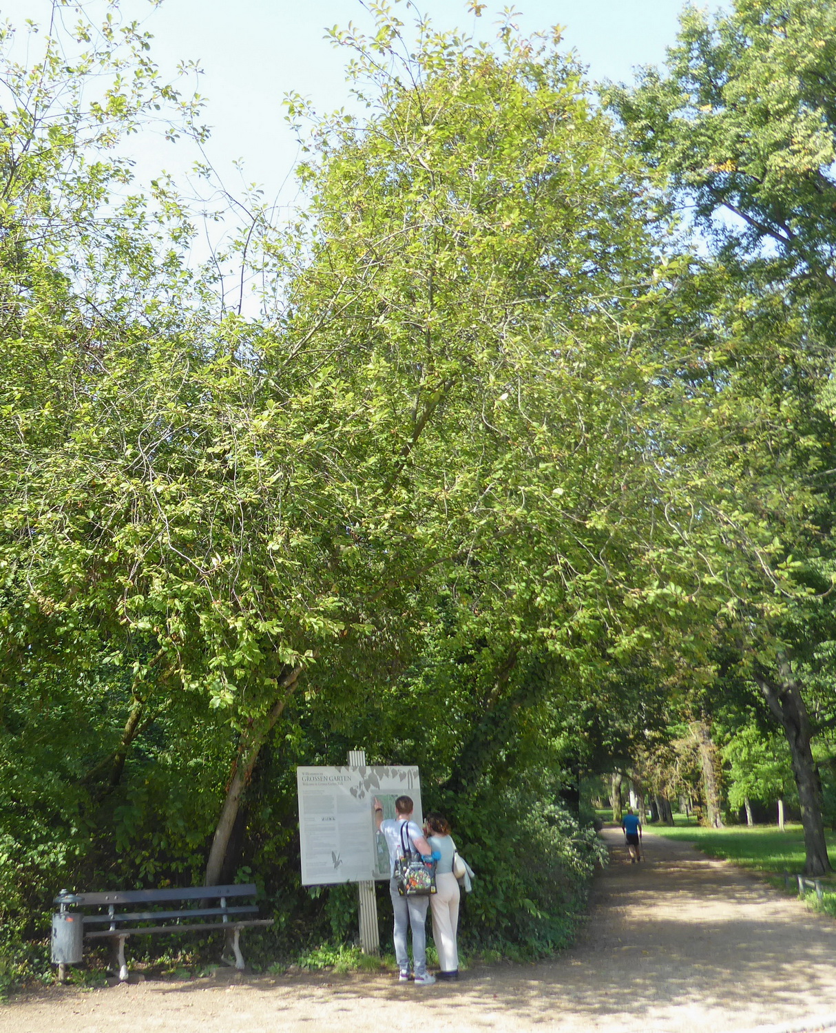 Prunus virginiana - Dresden - September 2024