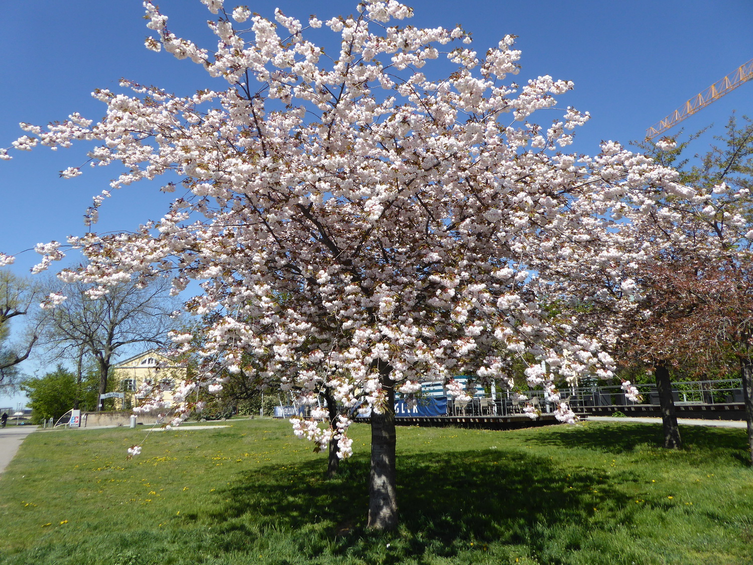 Prunus serrulata 'Shirofugen' - Dresden-Neustadt - April 2020