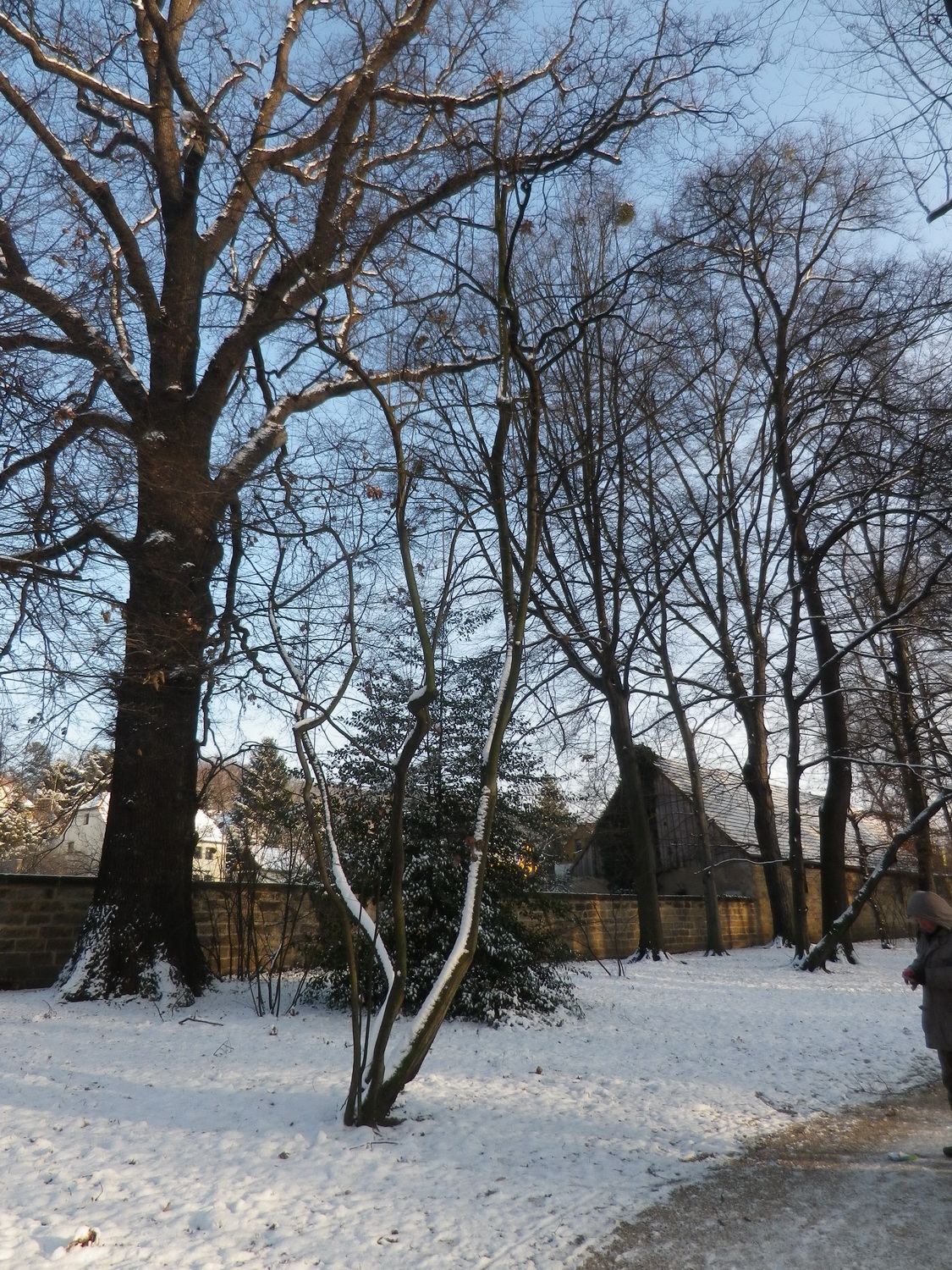 Amelanchier arborea - Dresden-Pillnitz - Dezember 2014