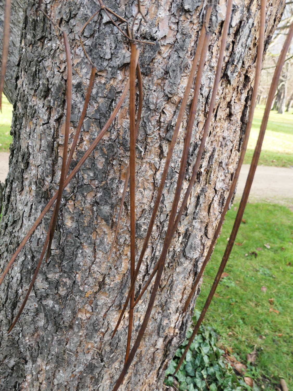 Catalpa ovata - Dresden-Pillnitz - Dezember 2022