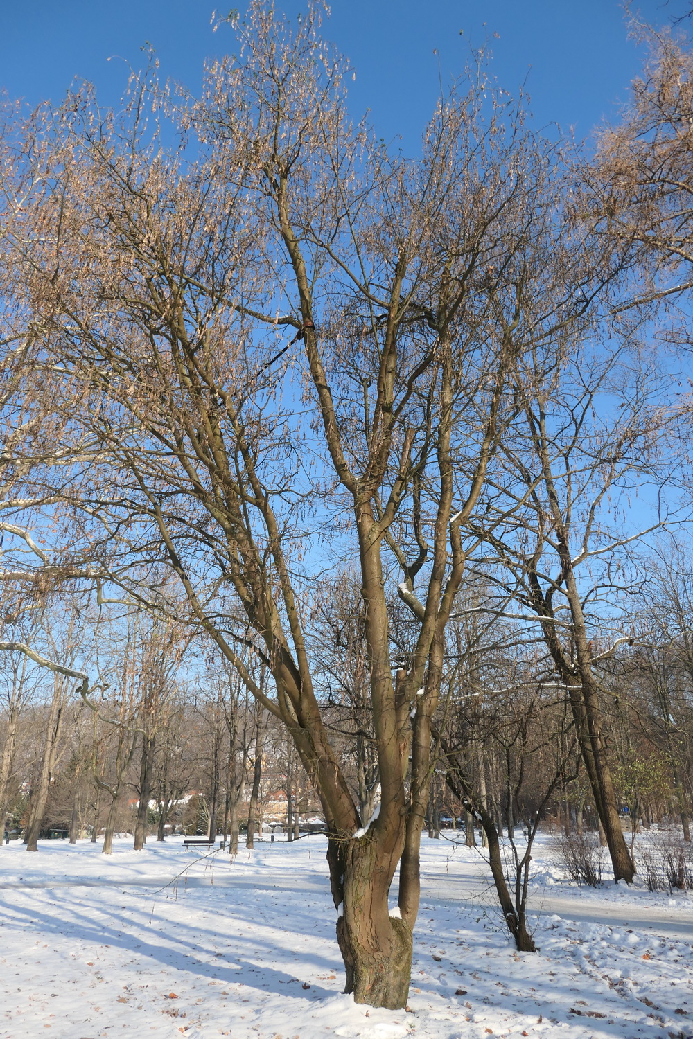 Laburnum alpinum - Dresden-Pillnitz - Dezember 2022