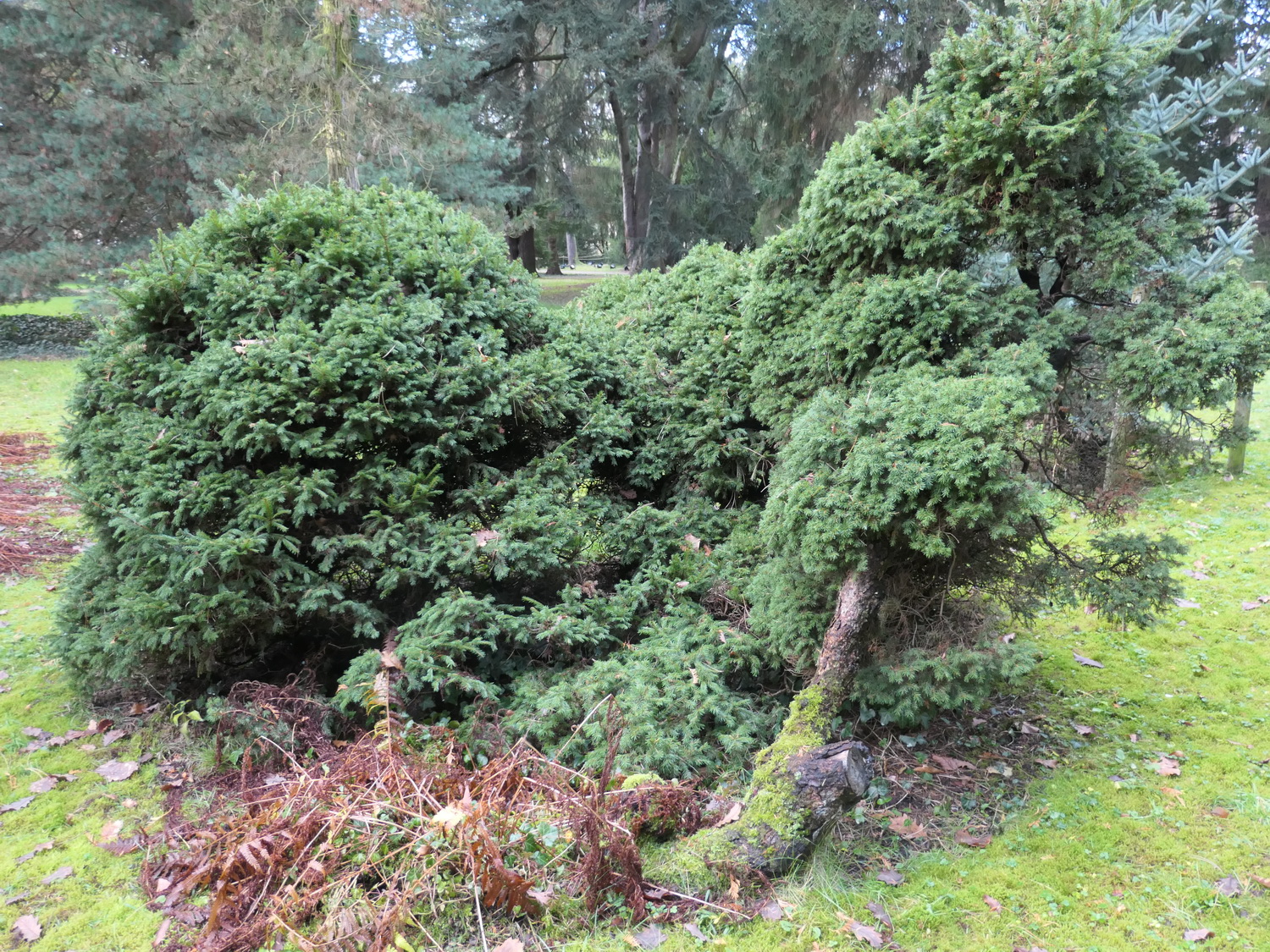 Picea abies 'Echiniformis' - Dresden-Pillnitz - Dezember 2022