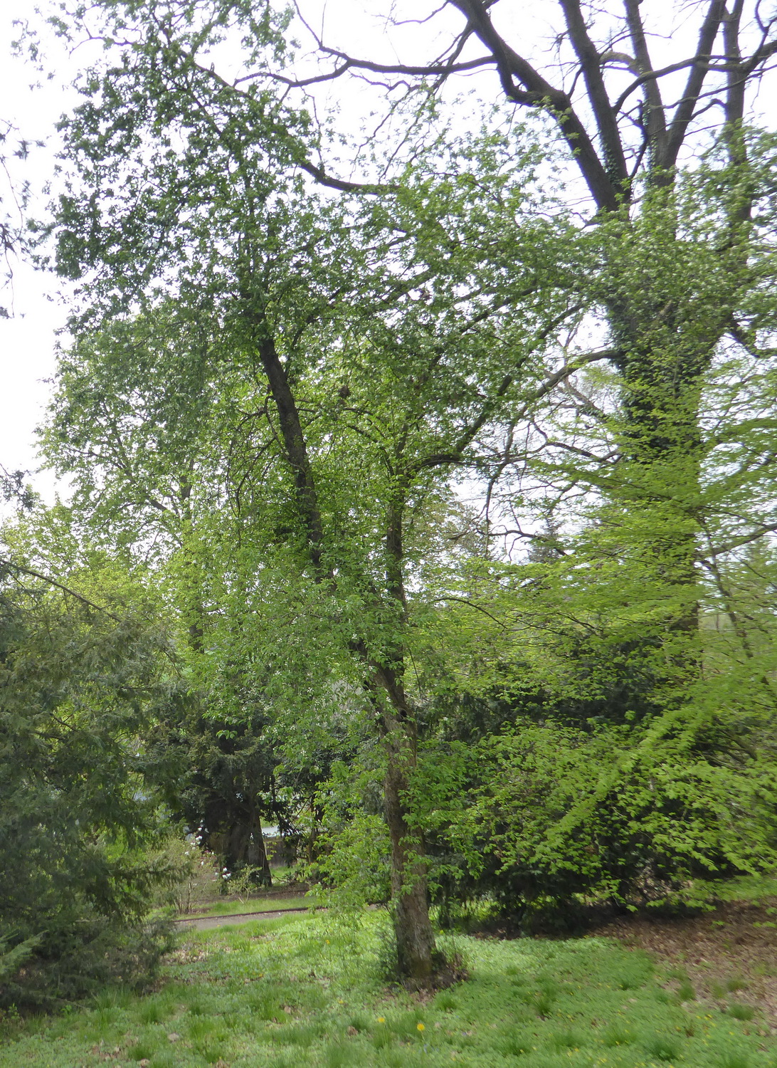 Malus prunifolia - Struppen-Thürmsdorf - April 2022