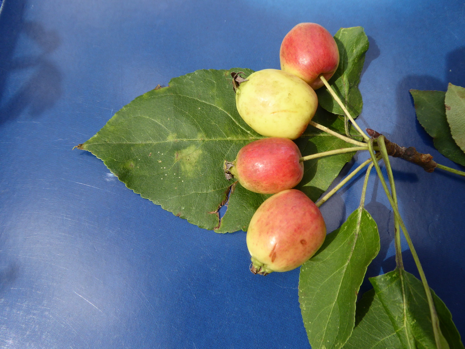 Malus prunifolia - Struppen-Thürmsdorf - August 2020