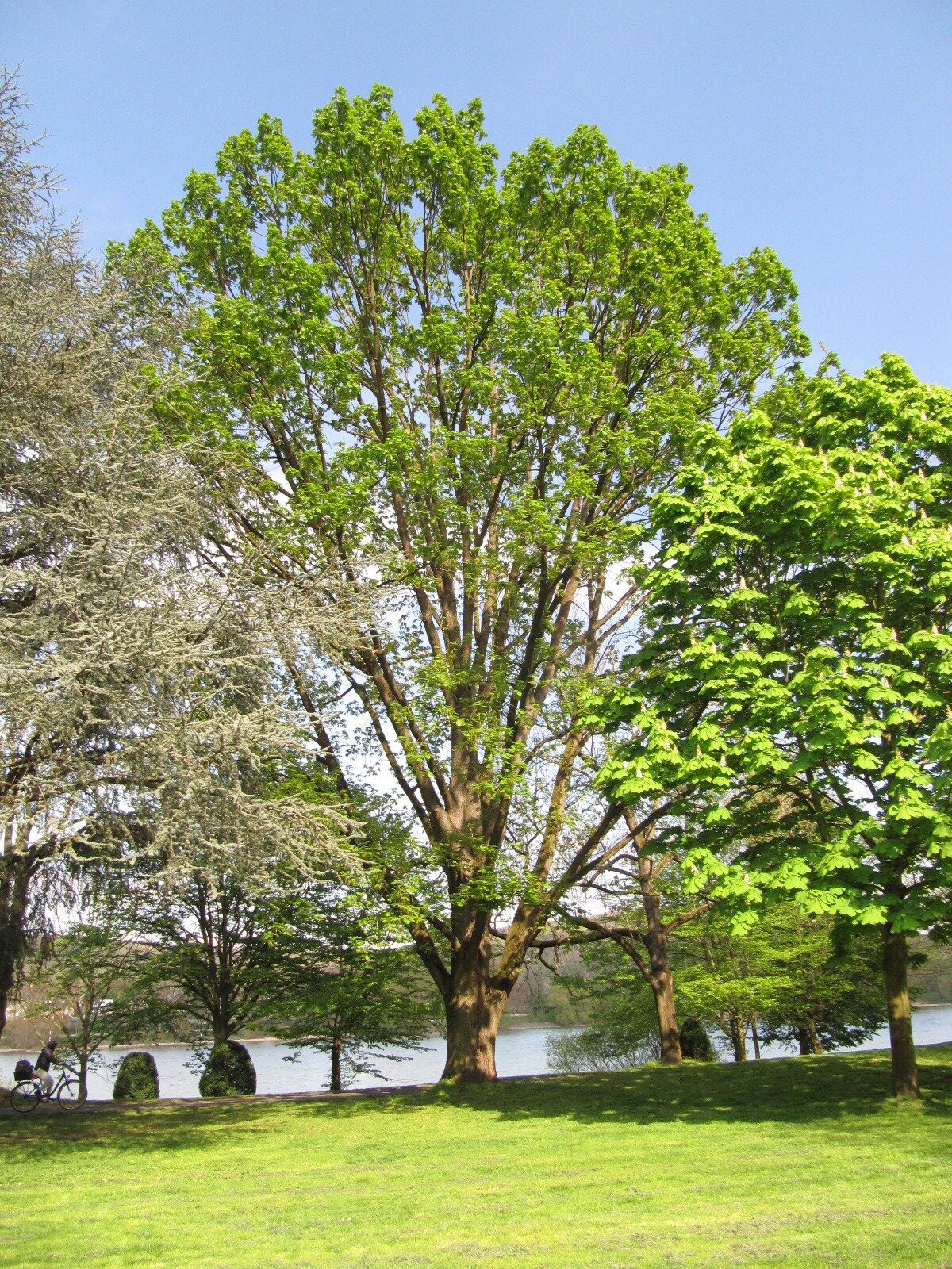 Quercus frainetto - Bonn-Plittersdorf - April 2023