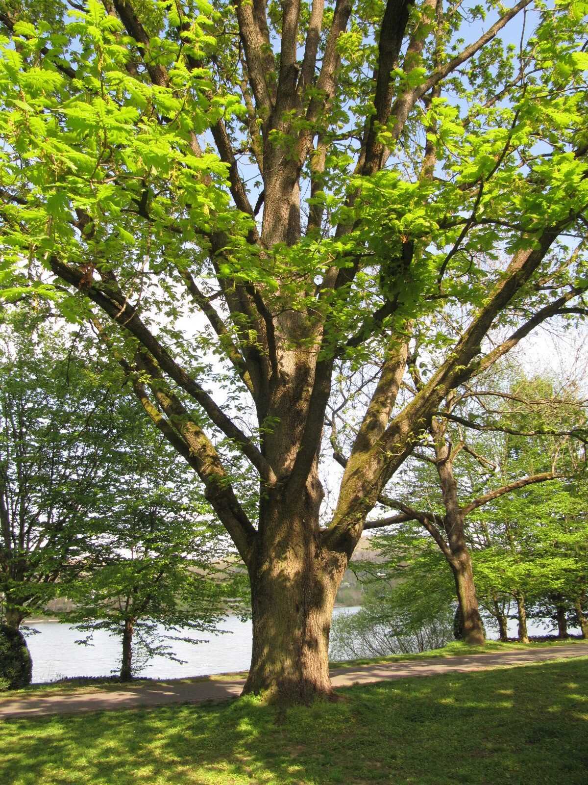 Quercus frainetto - Bonn-Plittersdorf - April 2023