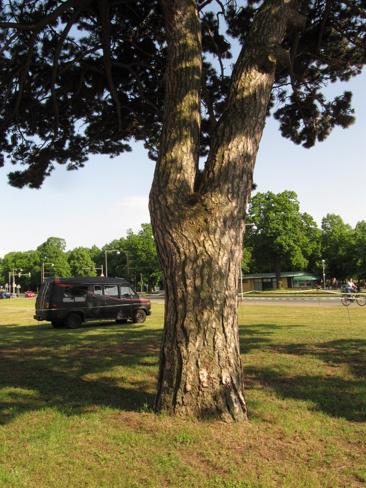 Pinus nigra subsp. salzmanni - Hannover-Herrenhausen - Mai 2023