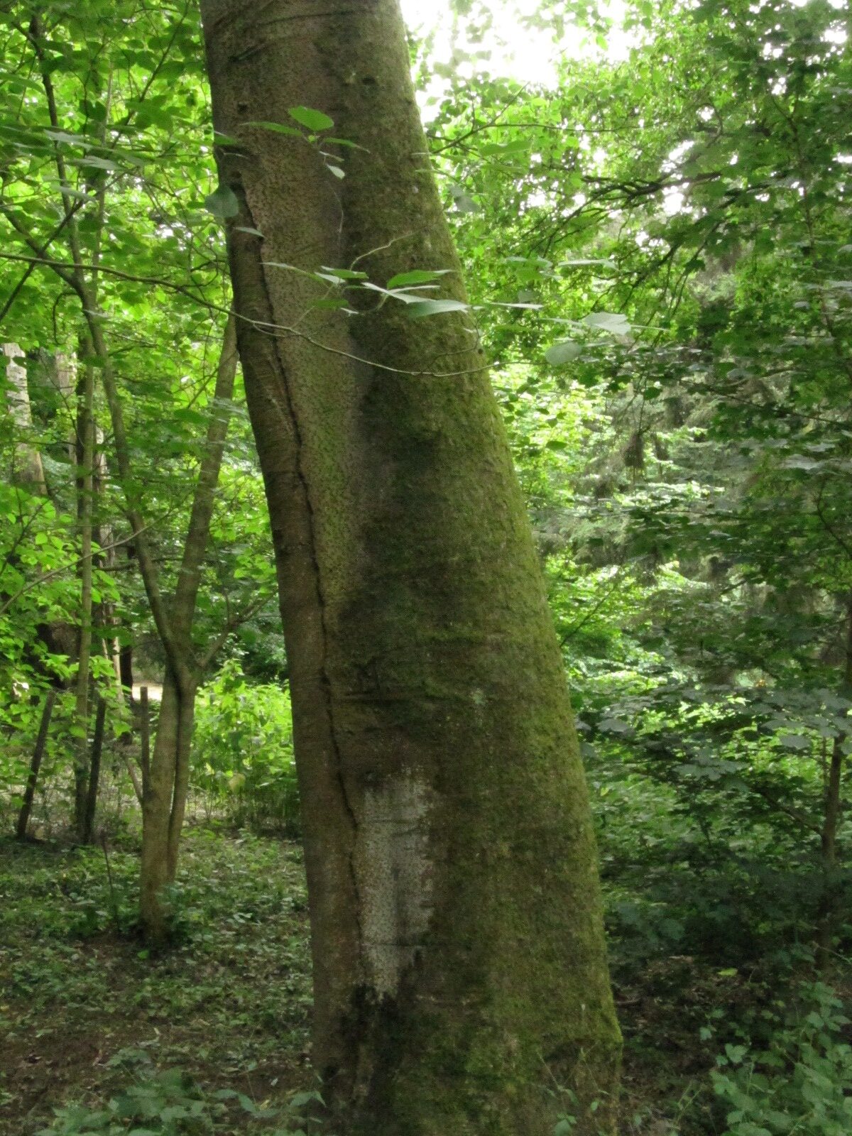 Idesia polycarpa - Köln-Lindenthal - Juni 2023