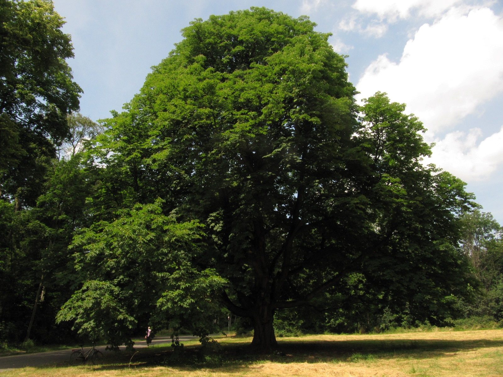 Aesculus hippocastanum - Köln-Lindenthal - Juni 2023