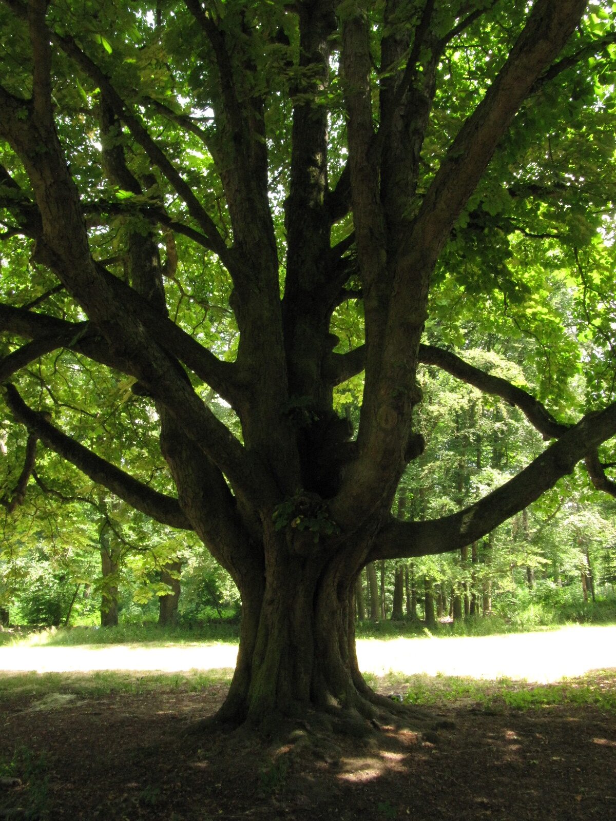 Aesculus hippocastanum - Köln-Lindenthal - Juni 2023