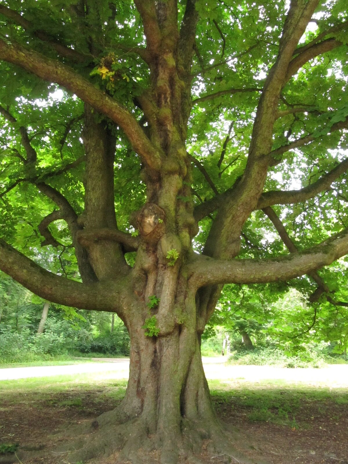 Aesculus hippocastanum - Köln-Lindenthal - Juni 2023