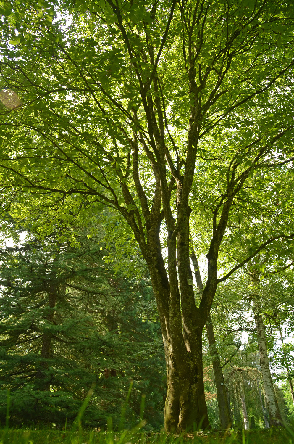 Acer maximowiczianum - Stuttgart-Hohenheim - Juli 2023
