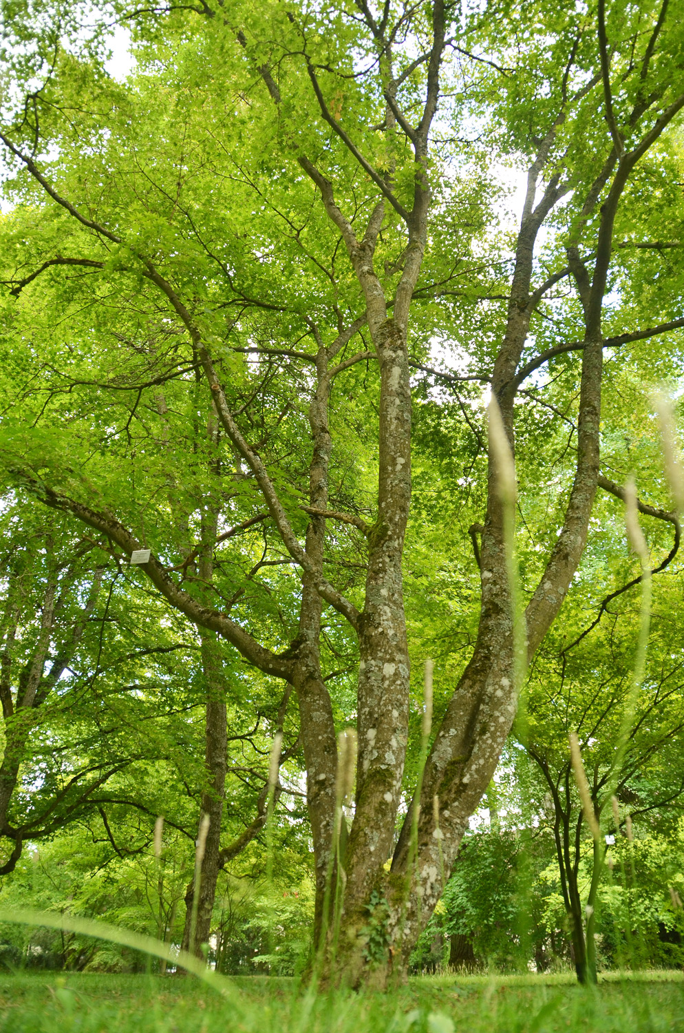 Acer palmatum 'Asahi zuru' - Stuttgart-Hohenheim - Juli 2023