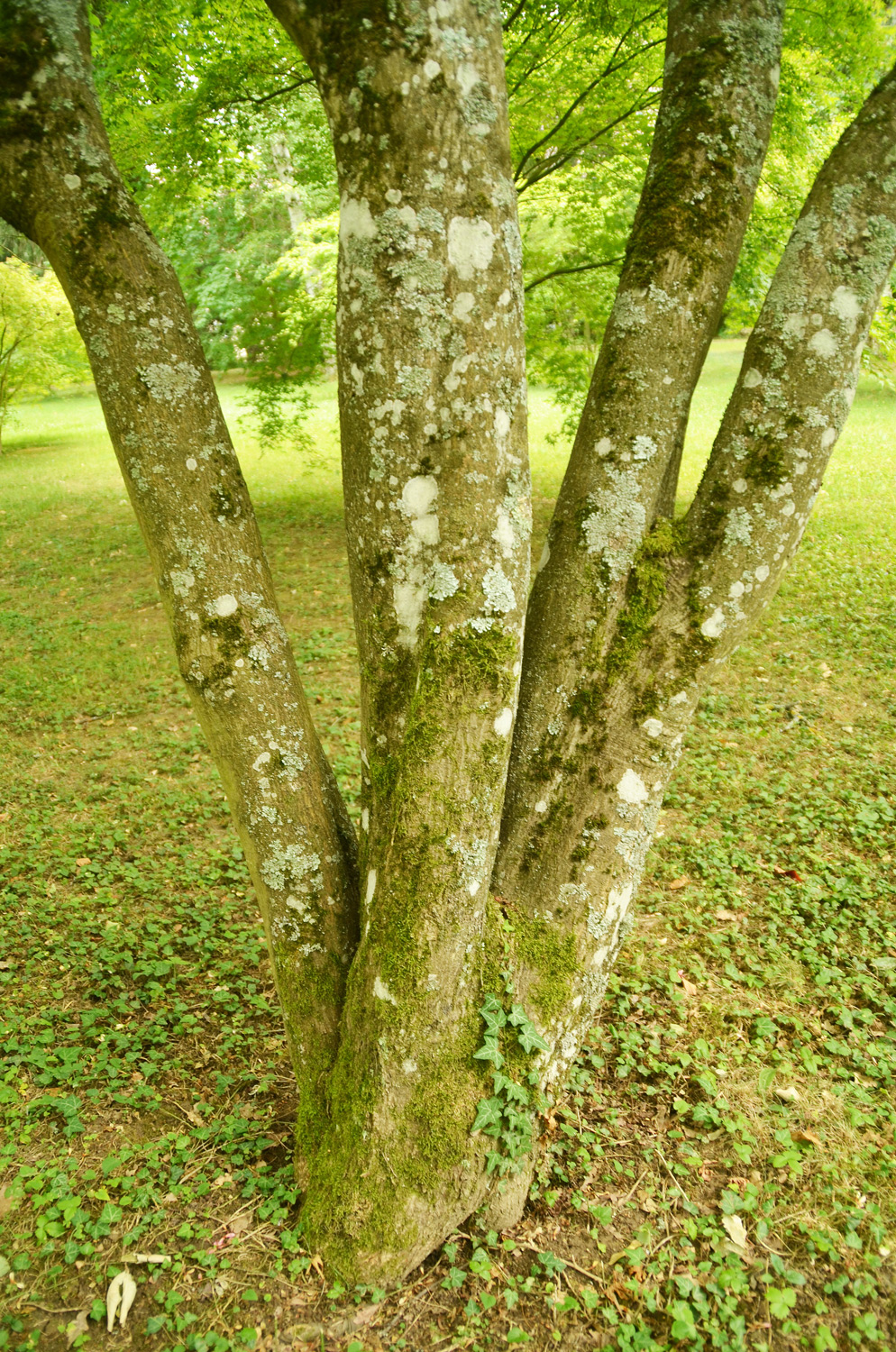 Acer palmatum 'Asahi zuru' - Stuttgart-Hohenheim - Juli 2023