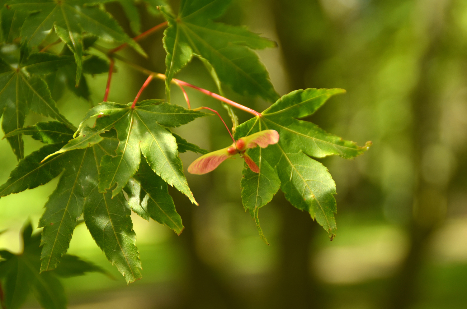 Acer palmatum 'Asahi zuru' - Stuttgart-Hohenheim - Juli 2023