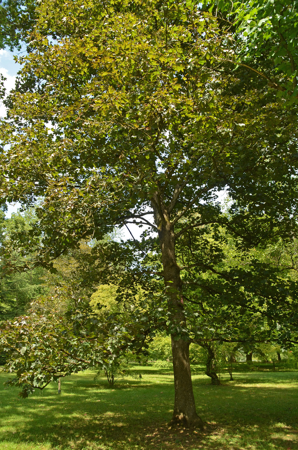 Acer platanoides 'Faassens Black' - Stuttgart-Hohenheim - Juli 2023