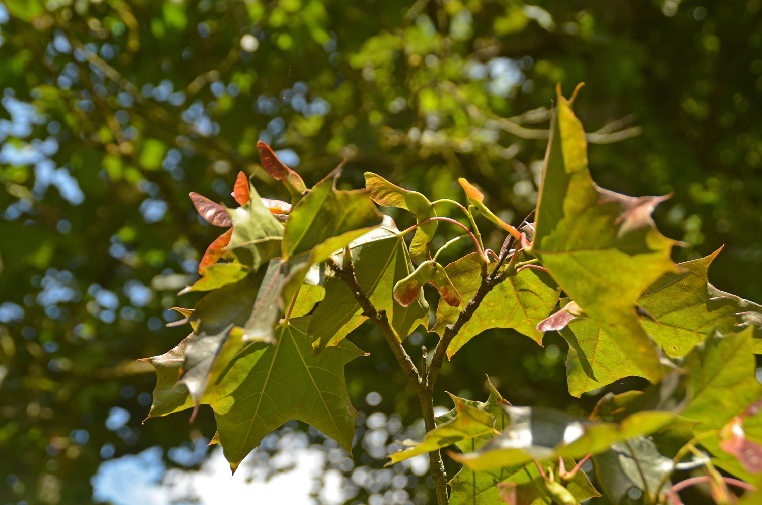 Acer platanoides 'Faassens Black' - Stuttgart-Hohenheim - Juli 2023