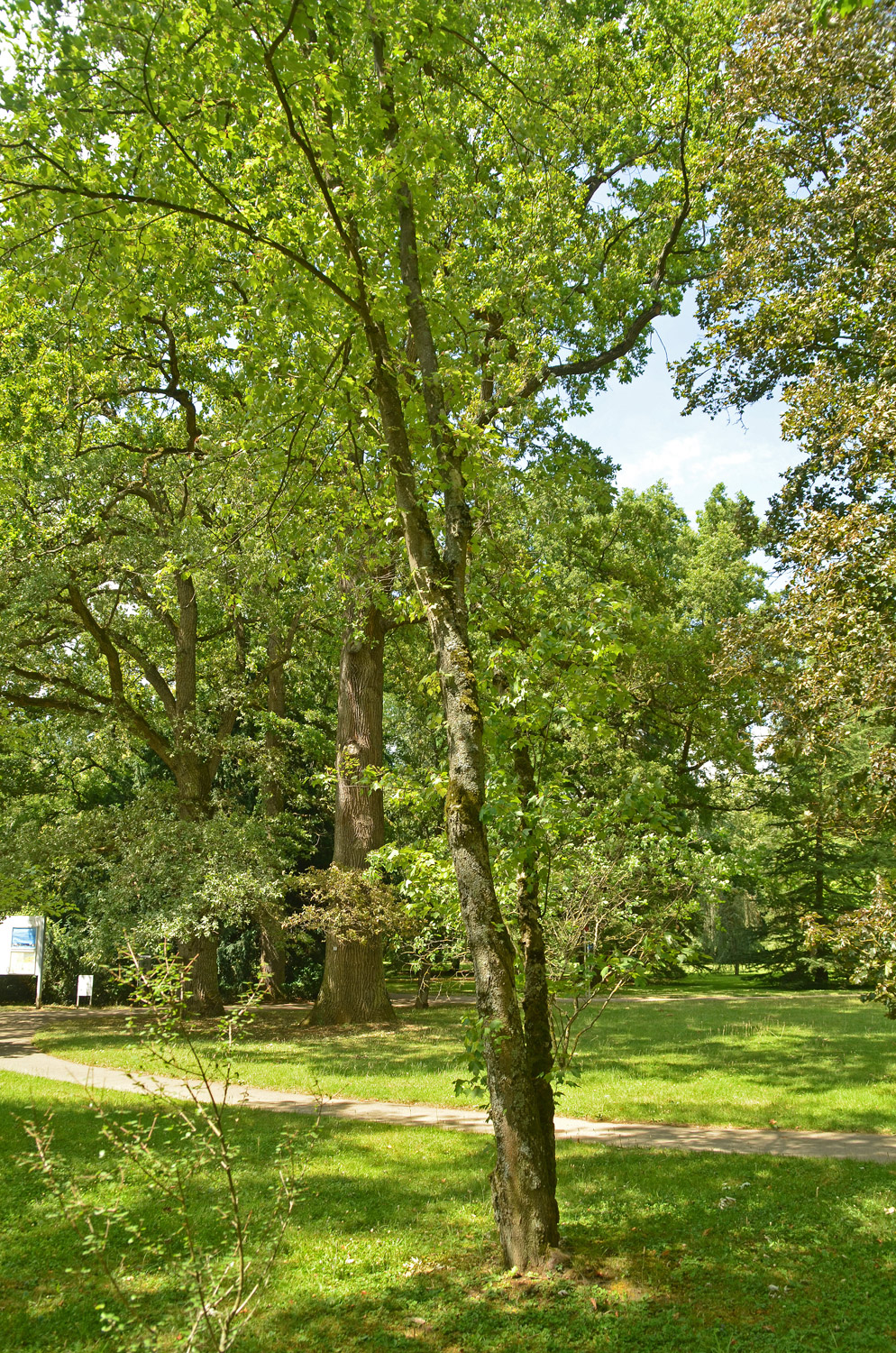 Acer rubrum 'Sanguineum' - Stuttgart-Hohenheim - Juli 2023