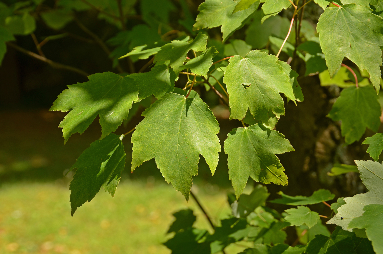 Acer rubrum 'Sanguineum' - Stuttgart-Hohenheim - Juli 2023