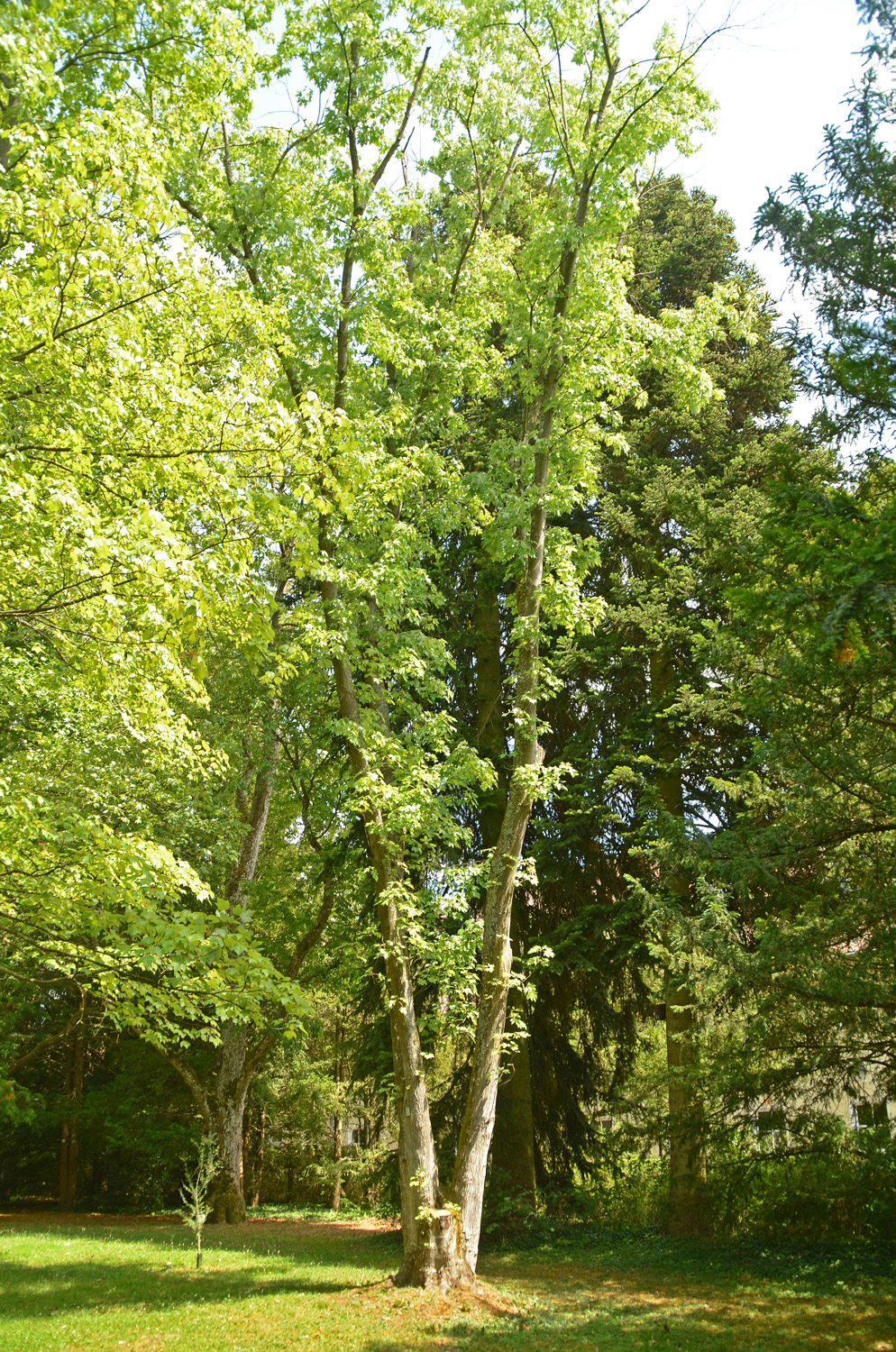 Acer saccharinum 'Pyramidale' - Stuttgart-Hohenheim - Juli 2023