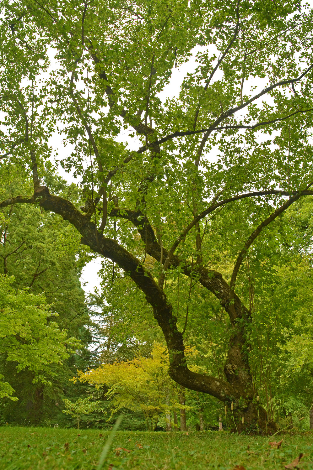 Acer tataricum subsp. ginnala - Stuttgart-Hohenheim - Juli 2023