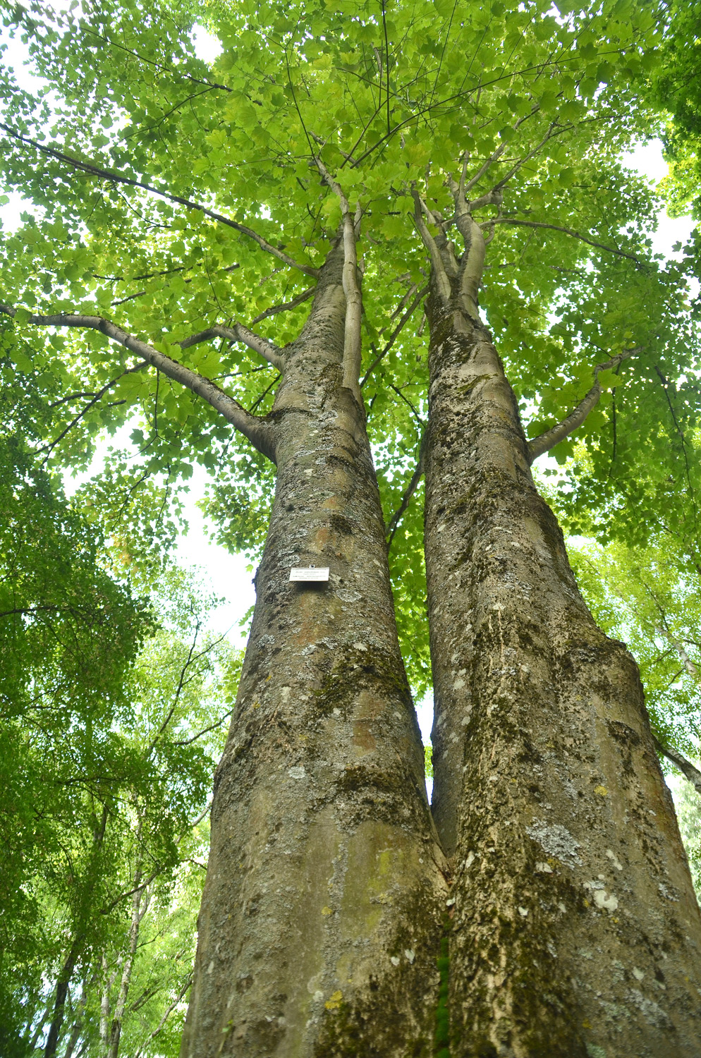 Acer velutinum - Stuttgart-Hohenheim - Juli 2023