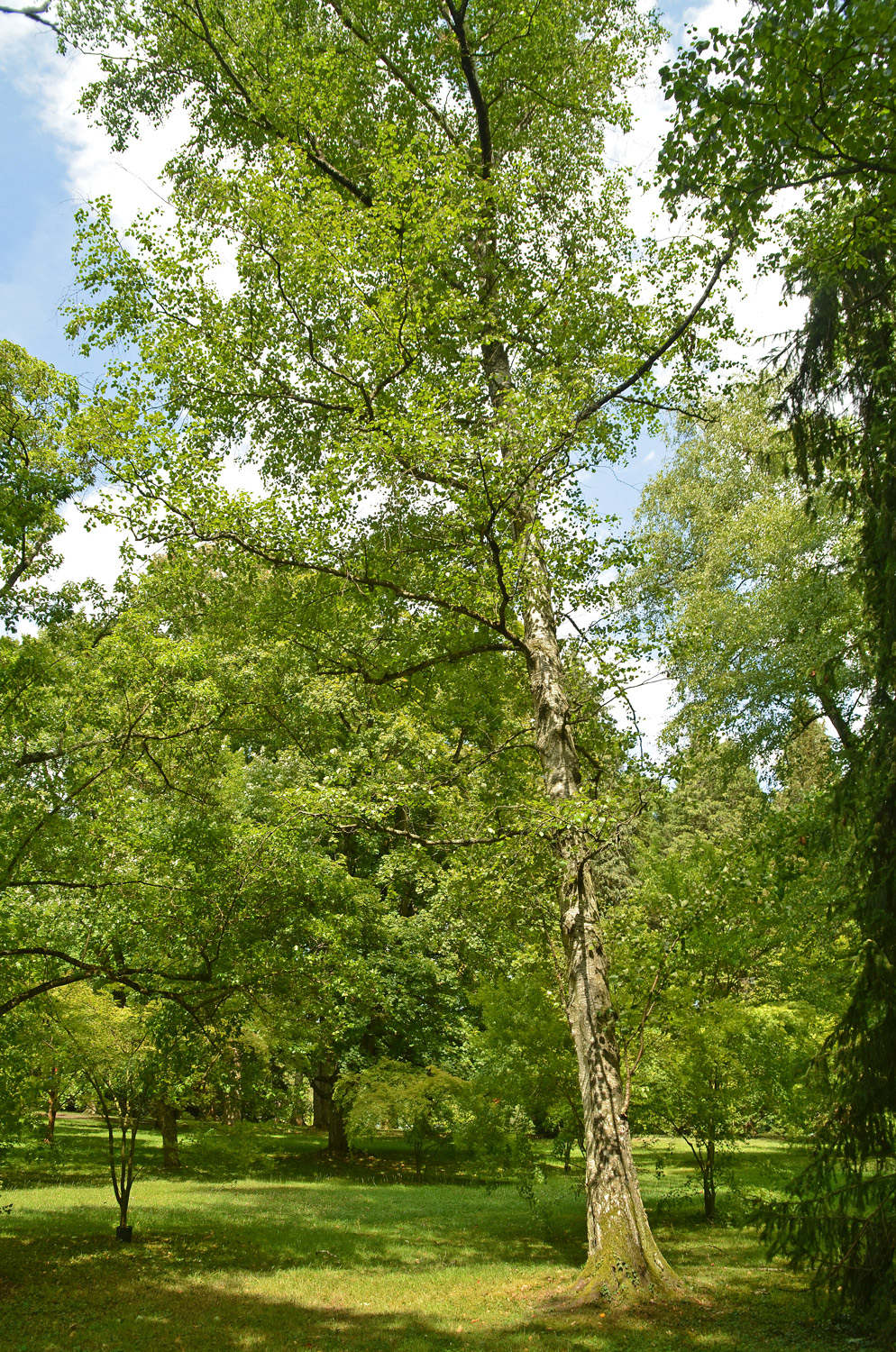 Betula pubescens - Stuttgart-Hohenheim - Juli 2023