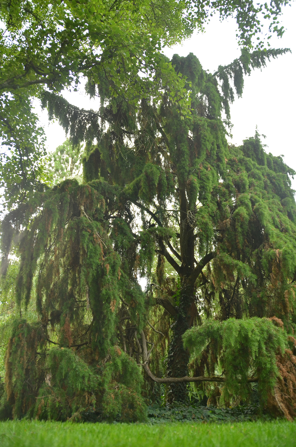 Juniperus communis 'Oblonga Pendula' - Stuttgart-Hohenheim - Juli 2023