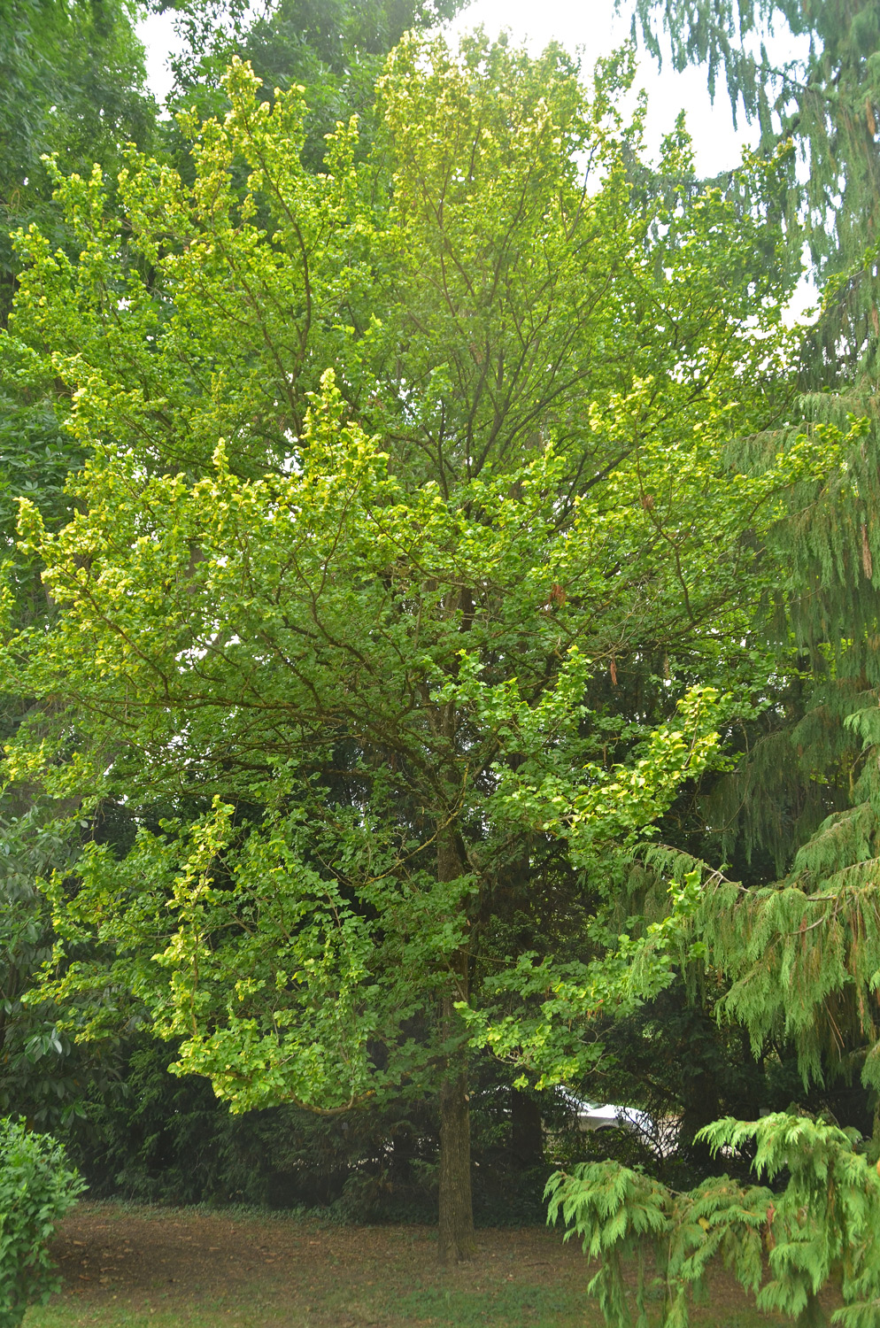 Ulmus × hollandica 'Dampieri Aurea' - Stuttgart-Hohenheim - Juli 2023