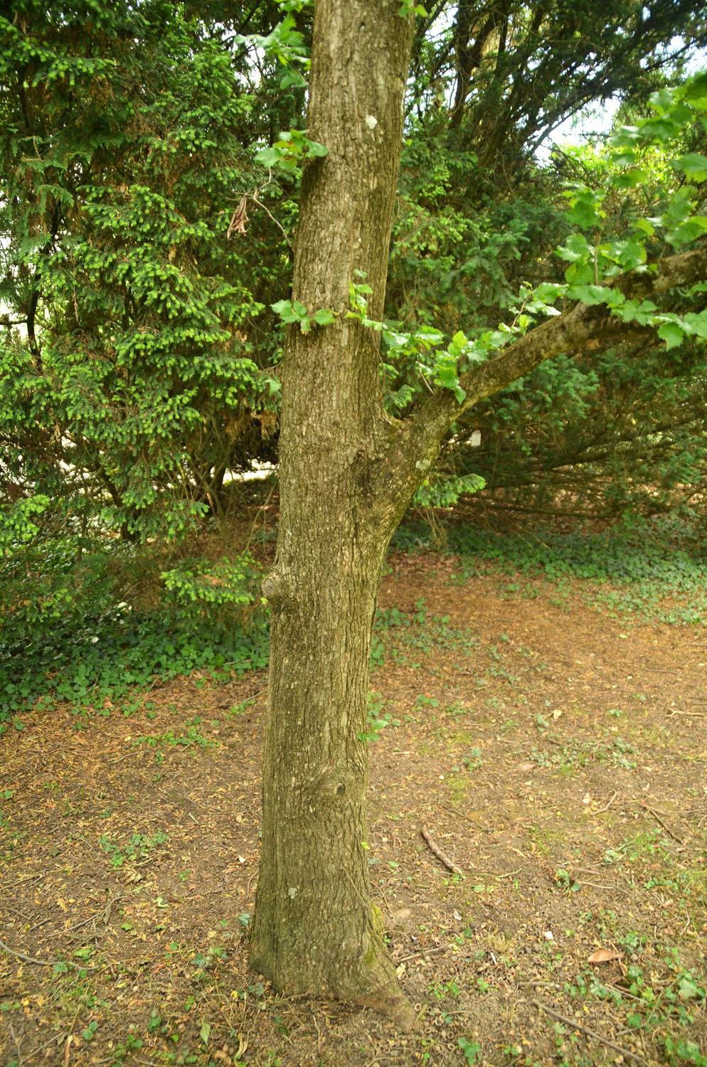 Ulmus × hollandica 'Dampieri Aurea' - Stuttgart-Hohenheim - Juli 2023