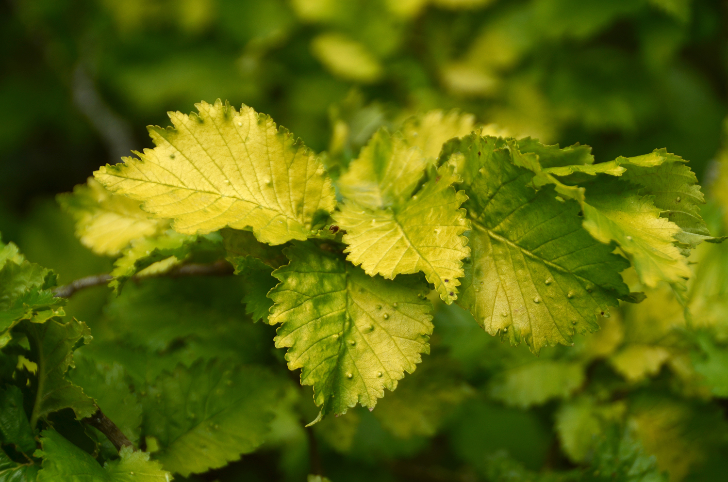 Ulmus × hollandica 'Dampieri Aurea' - Stuttgart-Hohenheim - Juli 2023