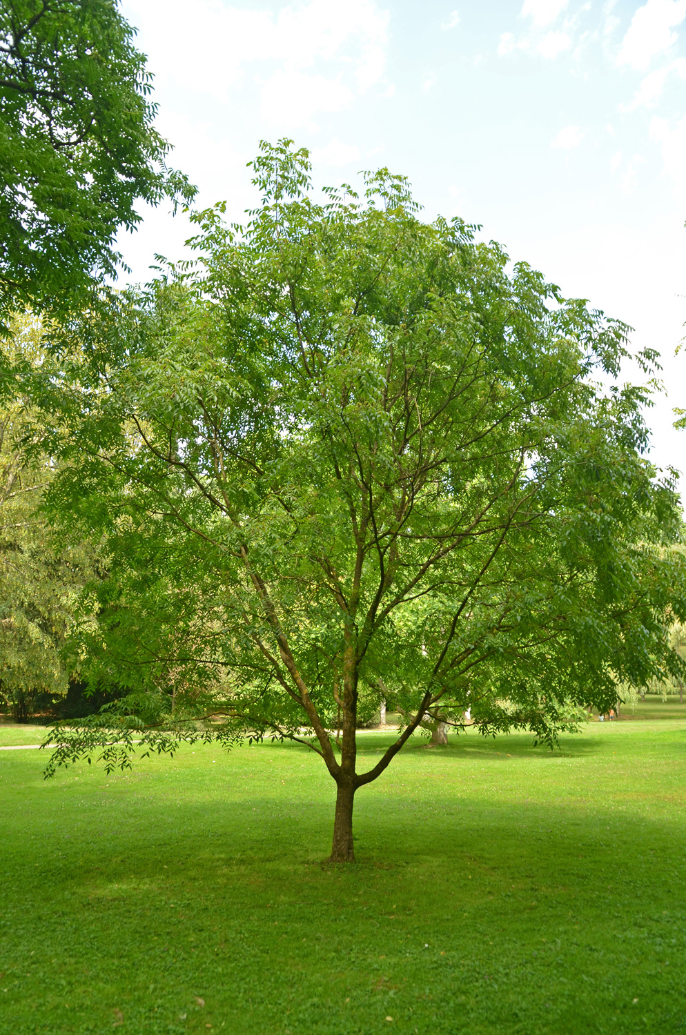 Platycarya strobilacea - Stuttgart-Hohenheim - Juli 2023