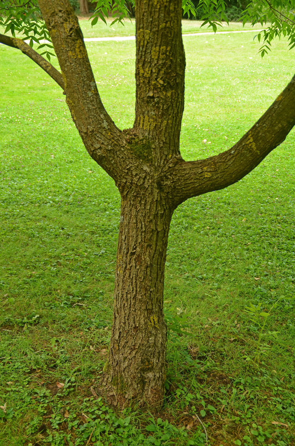 Platycarya strobilacea - Stuttgart-Hohenheim - Juli 2023