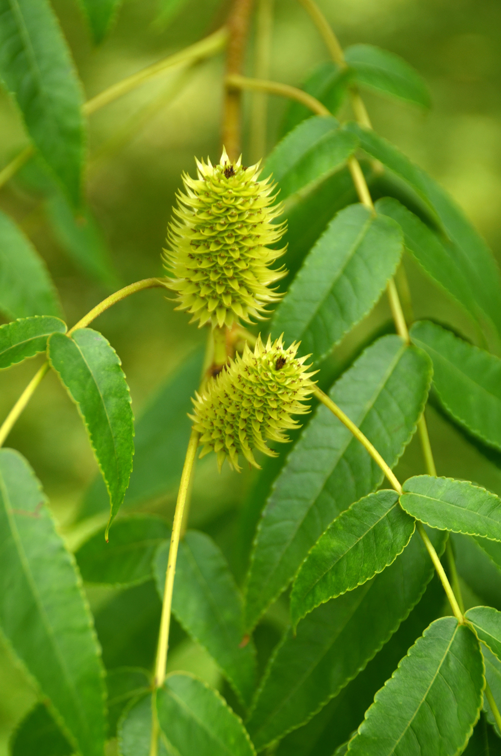Platycarya strobilacea - Stuttgart-Hohenheim - Juli 2023