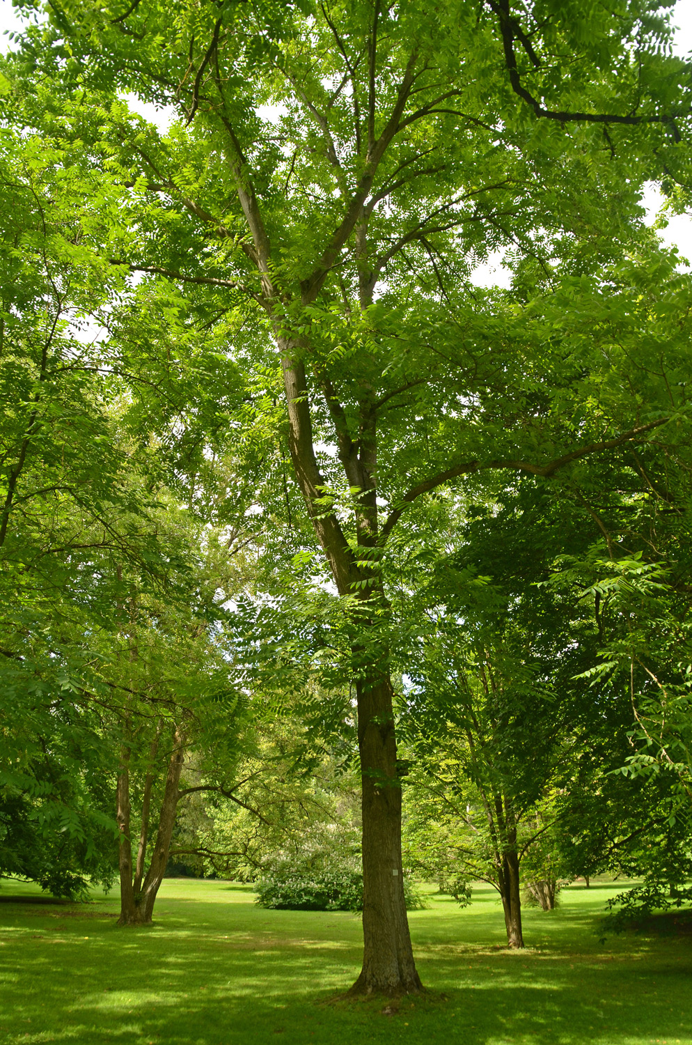 Juglans cinerea - Stuttgart-Hohenheim - Juli 2023