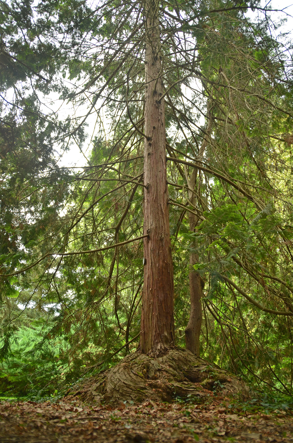 Chamaecyparis obtusa 'Aurea' - Stuttgart-Hohenheim - Juli 2023