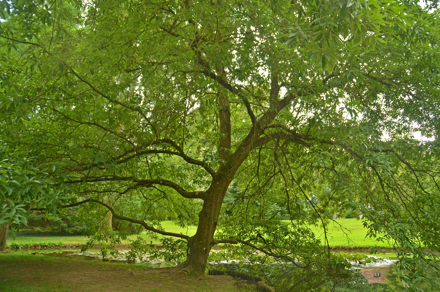 Quercus imbricaria - Stuttgart-Hohenheim - Juli 2023