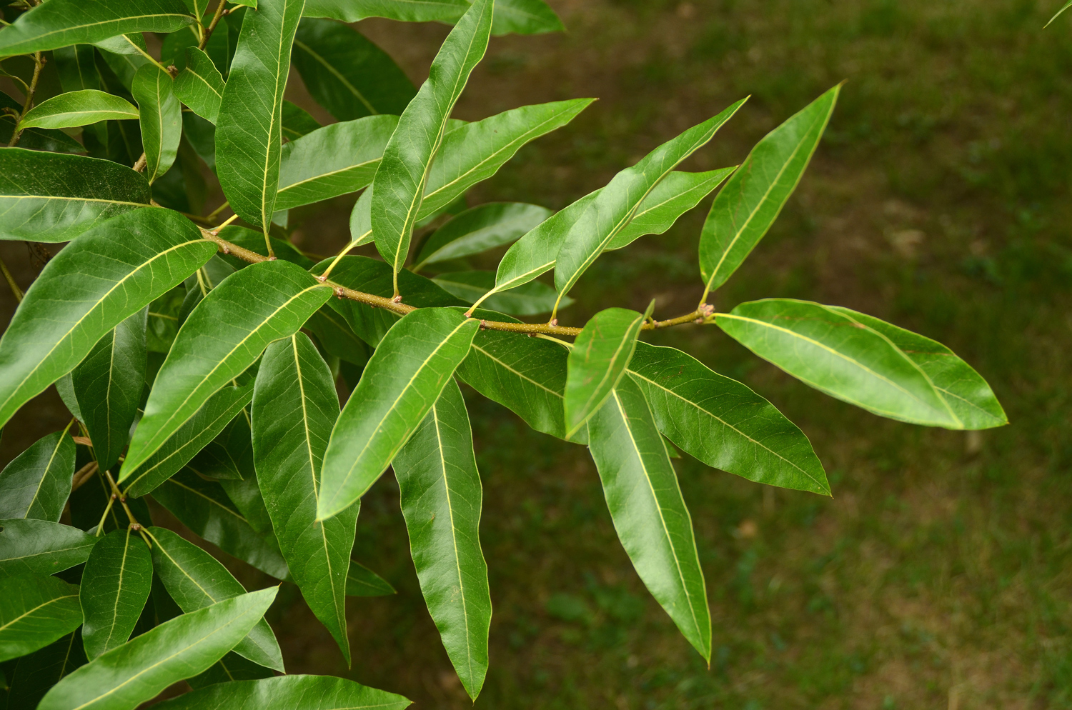 Quercus imbricaria - Stuttgart-Hohenheim - Juli 2023