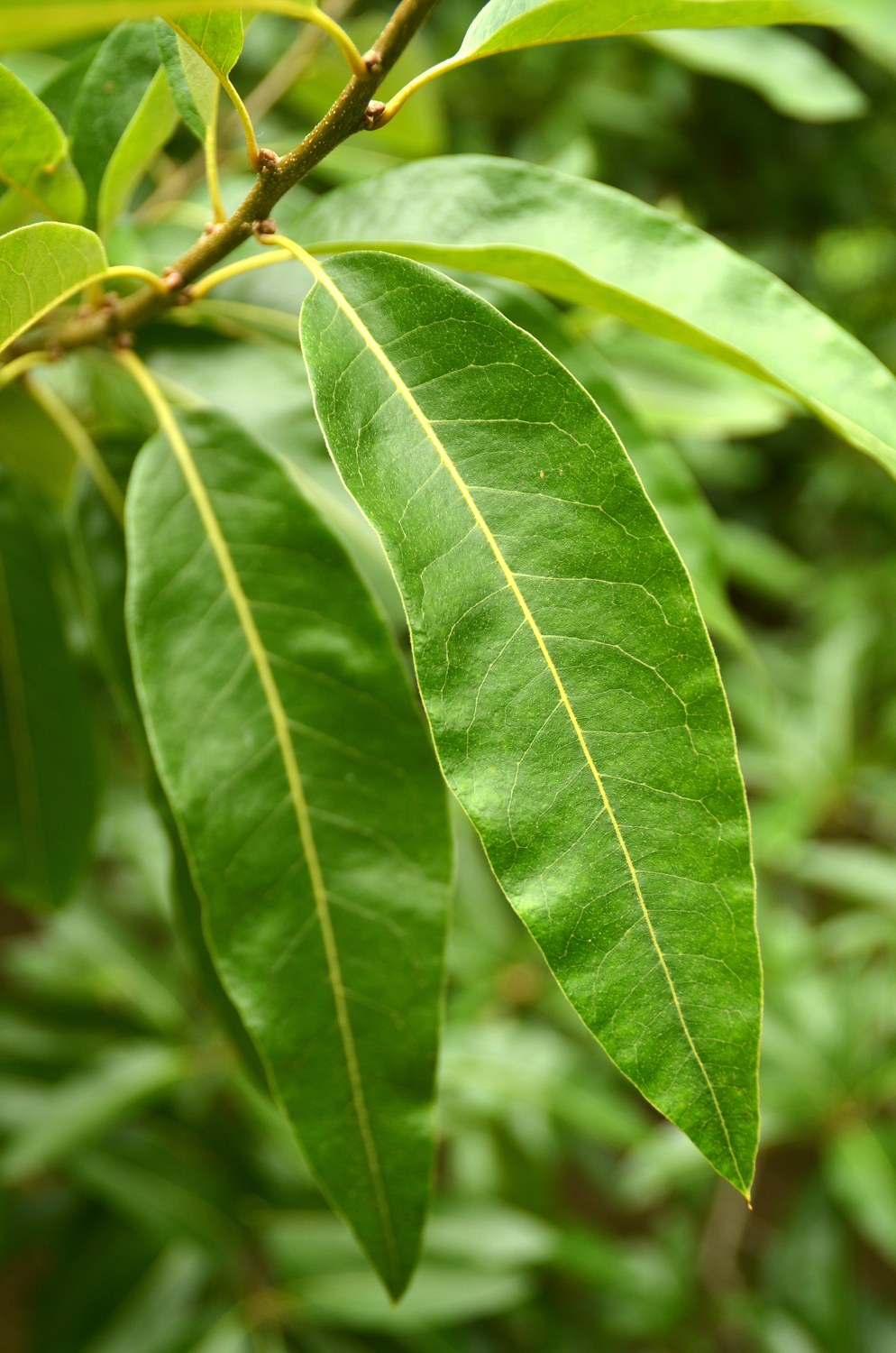 Quercus imbricaria - Stuttgart-Hohenheim - Juli 2023