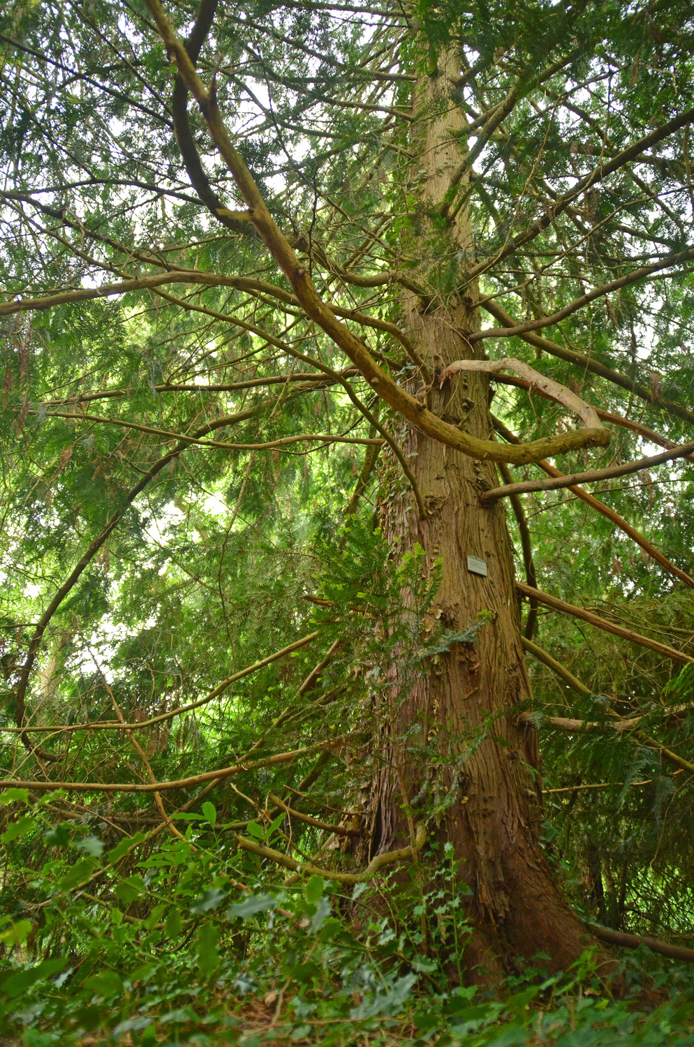 Thuja standishii - Stuttgart-Hohenheim - Juli 2023