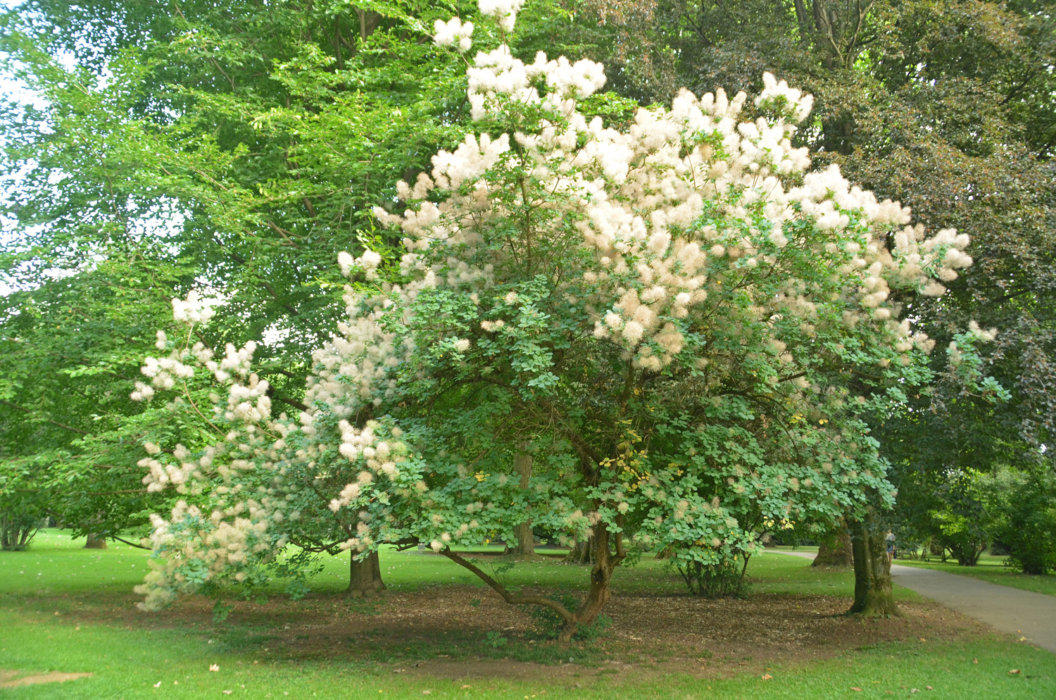 Cotinus coggygria - Stuttgart-Hohenheim - Juli 2023