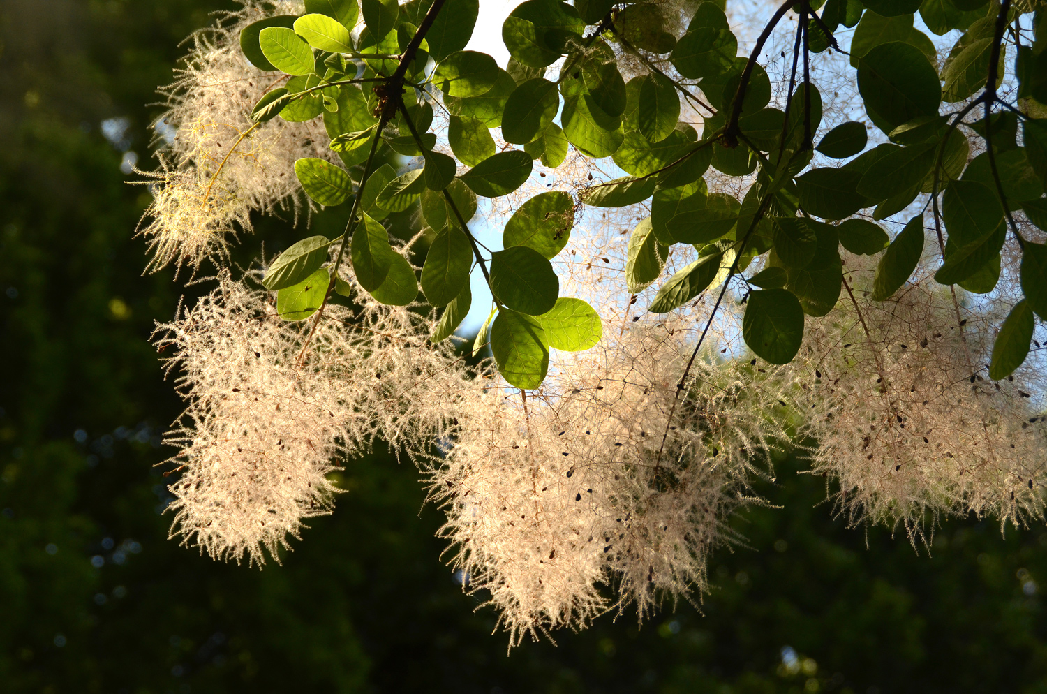 Cotinus coggygria - Stuttgart-Hohenheim - Juli 2023